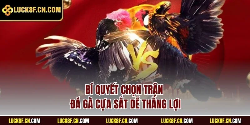 Bí quyết chọn trận đá gà cựa sắt dễ thắng lợi
